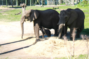 Mavi, female elephant calf, born July 29, 2013.