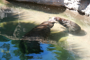 Baby boom at Lowry Park Zoo