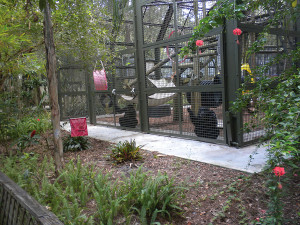 Center for Great Apes
