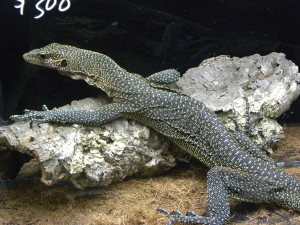 Repticon1