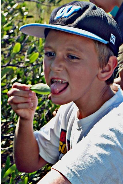 Cody Evensen licks a Mangrove leaf