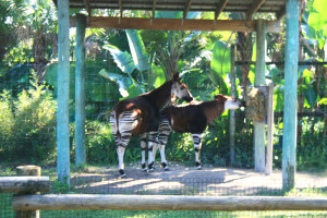 Bahati, male okapi calf, born January 6, 2013.