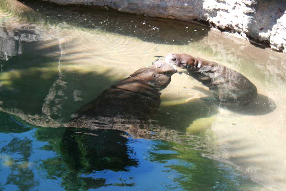 Zola, pygmy hippo calf, born November 15, 2012.