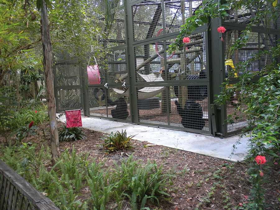Center for Great Apes