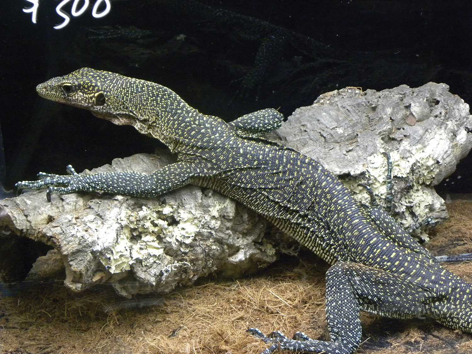 Repticon 2025 Tampal Ran Elsy Eleonore