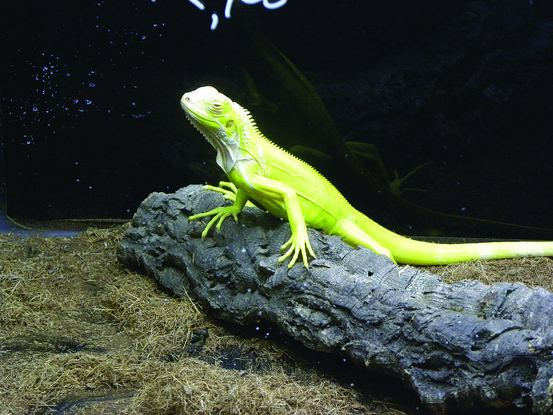 Repticon comes to Tampa The Hawkeye