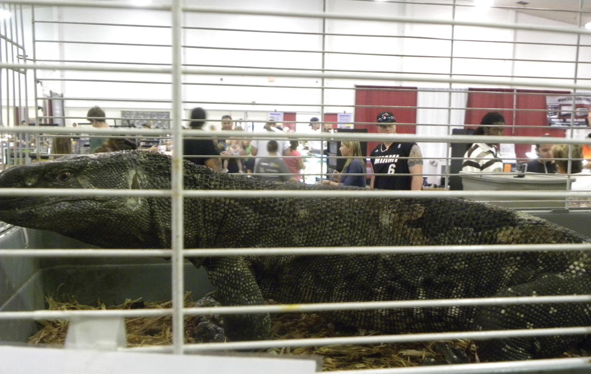 Repticon comes to Tampa The Hawkeye