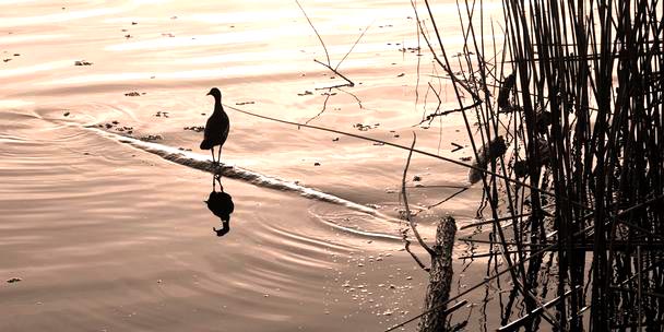 The Water’s Edge