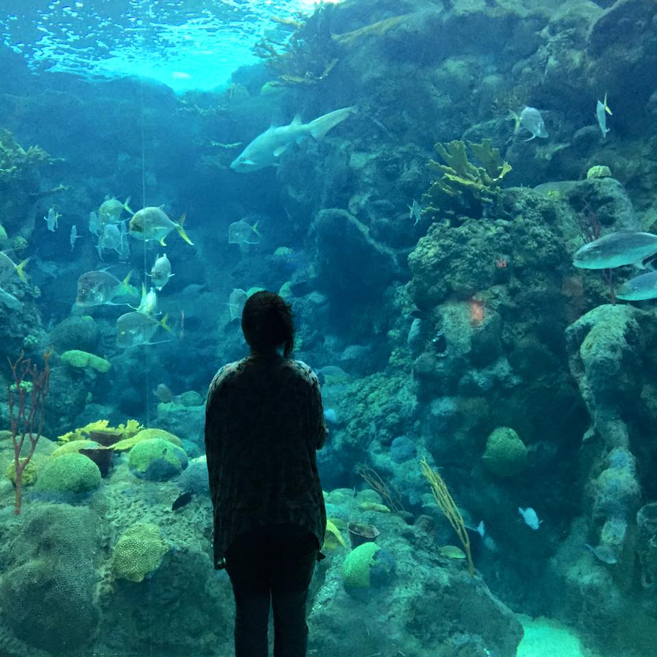 Members of SFE tour the Florida Aquarium.