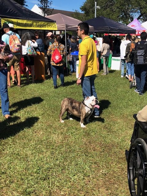Fun for the whole family: a bulldog enjoys the day at Vegfest