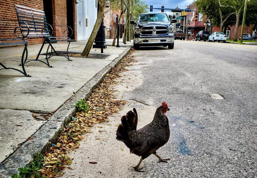 An Ybor City chicken crossing the road. 